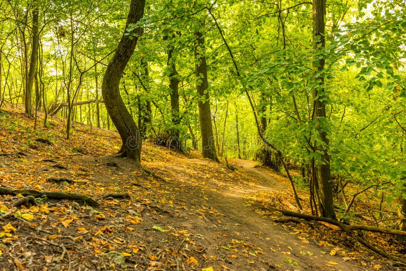 Bosque mágico con los rayos del sol Trayectoria en el bosque, los árboles, la hierba y los arbustos Colores mágicos imagenes de archivo Bosque mágico con los rayos del sol Trayectoria en el bosque, los árboles, la hierba y los arbustos Colores mágicos imagenes de archivo