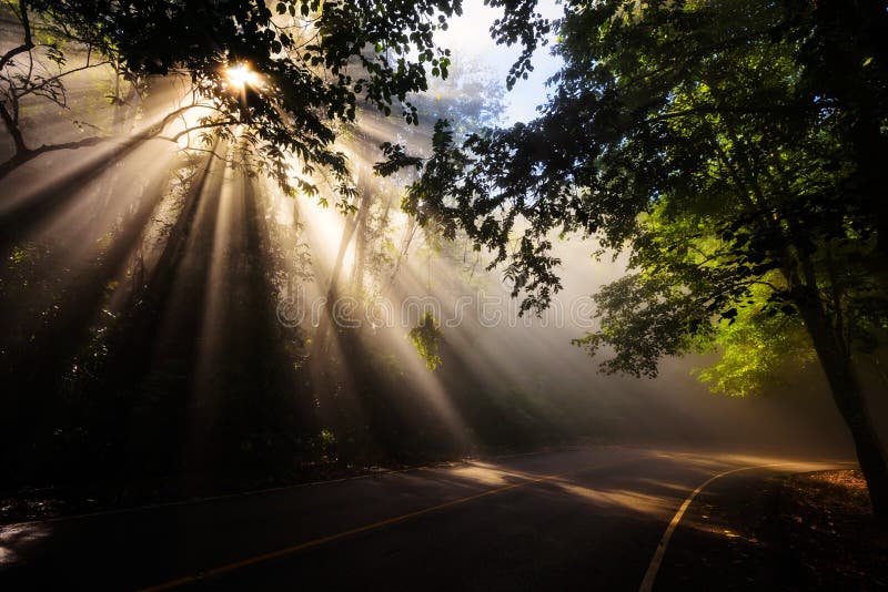 Magical forest in the morning with sunlight rays through the wood and curve street. Magical forest in the morning with sunlight rays through the wood and curve street