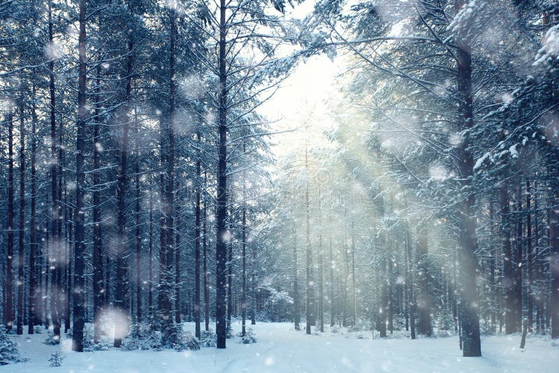 Magical winter forest, a fairy tale, mystery. Magical winter forest, a fairy tale, mystery