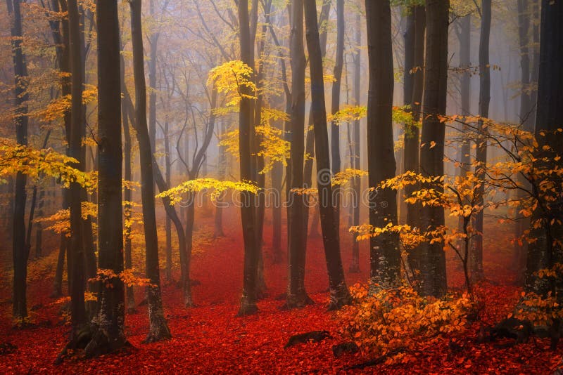 Foggy mystic forest during fall. Foggy mystic forest during fall