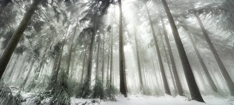 Bosque nevado con la luz mágica imagenes de archivo Bosque nevado con la luz mágica imagenes de archivo