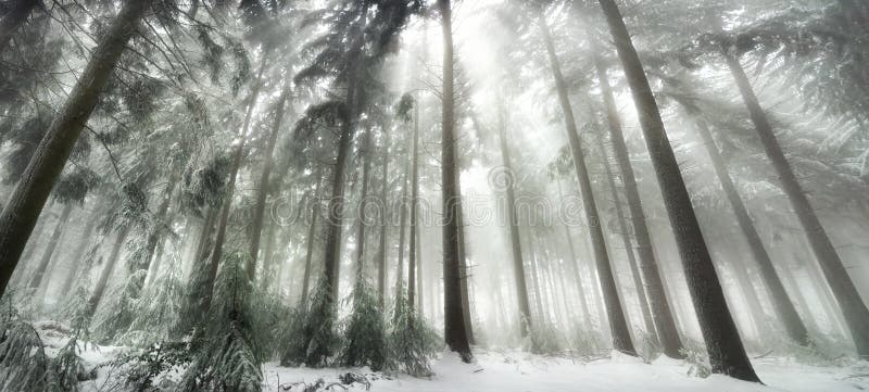 Snow covered forest with magical light in winter, white light rays falling through the fog. Snow covered forest with magical light in winter, white light rays falling through the fog