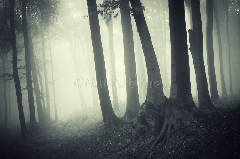 Bosque Oscuro Encantado Con Niebla El Halloween Imagen de archivo