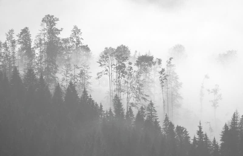Bosque pintoresco en la niebla