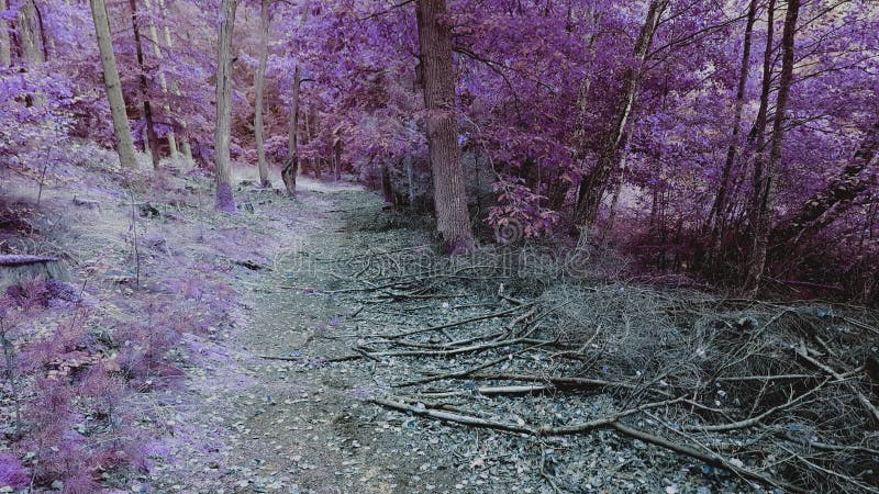 Bosque púrpura imagen de archivo libre de regalías Bosque púrpura imagen de archivo libre de regalías