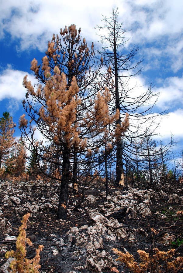 Bosque quemado imagen de archivo. Imagen de tropical 11715423