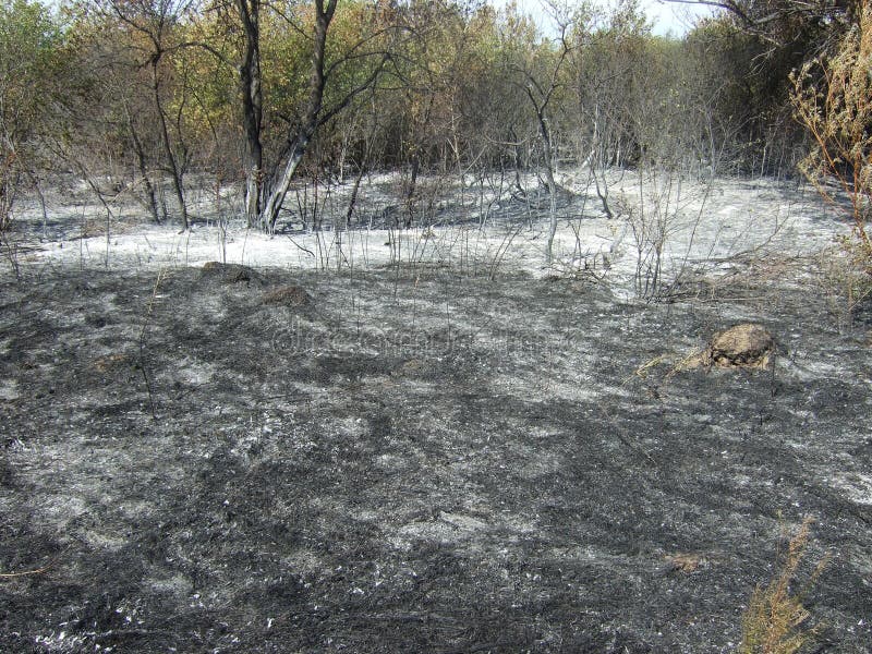 Bosque quemado foto de archivo. Imagen de bosque, descuido 17250580