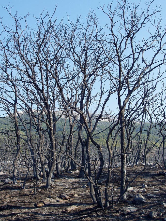 Bosque quemado imagen editorial. Imagen de ruinas, ambiental 3051480