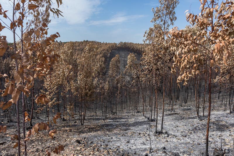 Bosque Quemado En Portugal Bosque Imagen de archivo Imagen de fondo