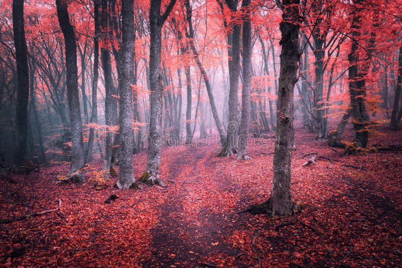 Bosque rojo mágico hermoso en niebla en otoño Paisaje del cuento de hadas foto de archivo libre de regalías