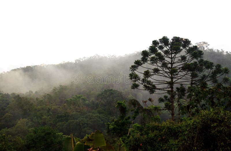Bosque salvaje del arbolado del pino de Paraná cubierto en nubes bajas y niebla imágenes de archivo libres de regalías Bosque salvaje del arbolado del pino de Paraná cubierto en nubes bajas y niebla imágenes de archivo libres de regalías