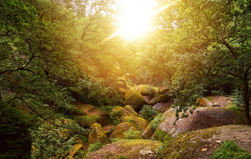 Bosque soleado en verano con las rocas en Huelgoat imágenes de archivo libres de regalías Bosque soleado en verano con las rocas en Huelgoat imágenes de archivo libres de regalías