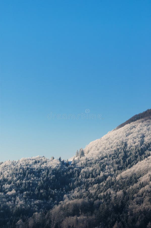 Bosque spruce hermoso en la ladera en una mañana clara del invierno fotos de archivo Bosque spruce hermoso en la ladera en una mañana clara del invierno fotos de archivo