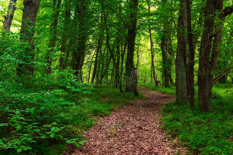 Bosque verde foto de archivo. Imagen de paisaje, arbustos 92502440