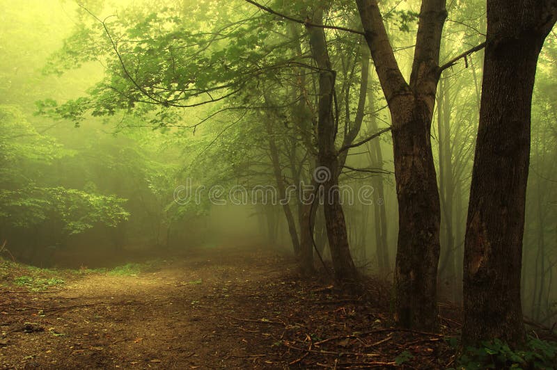 Bosque verde con niebla