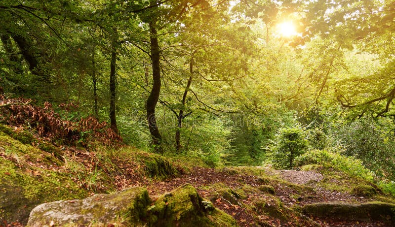 Bosque verde en verano con el sol en Huelgoat foto de archivo libre de regalías Bosque verde en verano con el sol en Huelgoat foto de archivo libre de regalías
