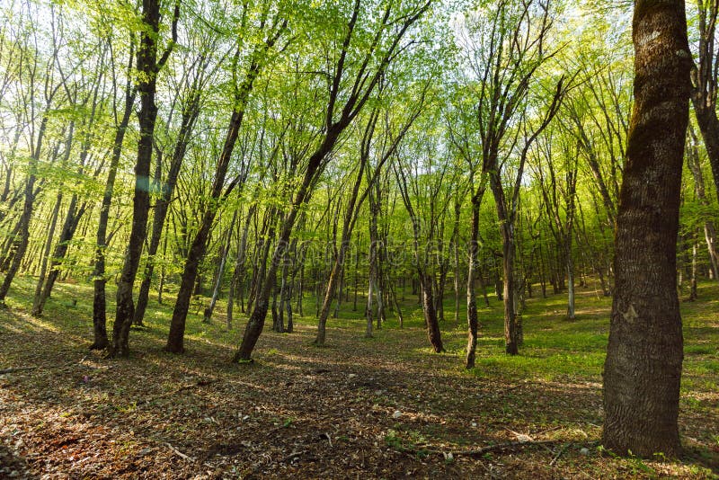 Bosque verde hermoso en el sol de la mañana fotografía de archivo Bosque verde hermoso en el sol de la mañana fotografía de archivo