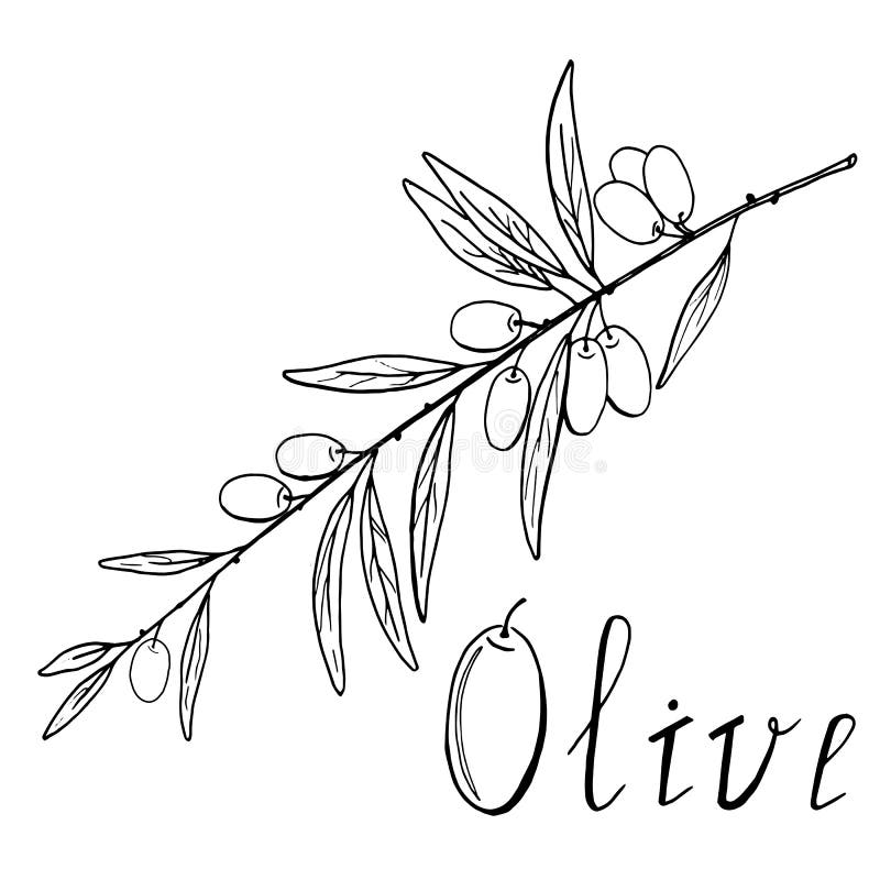 Bosquejo blanco y negro de la rama de olivo ilustración del vector Bosquejo blanco y negro de la rama de olivo ilustración del vector