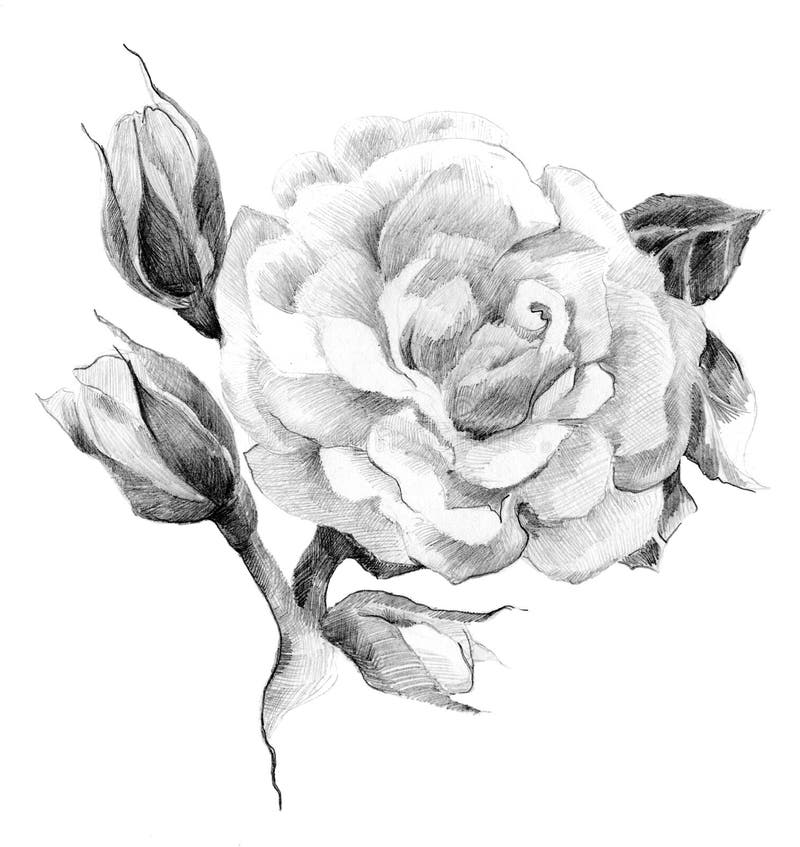Boceto de rosa flor libre illustration