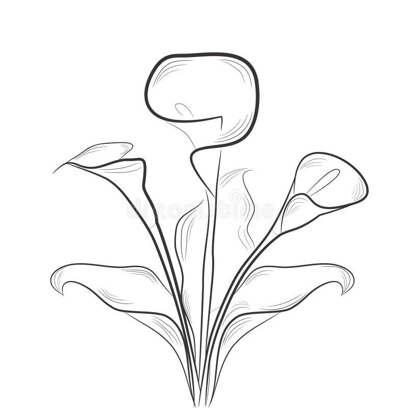 Bosquejo con la cala ilustración del vector Bosquejo con la cala ilustración del vector