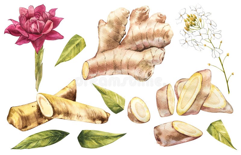 Bosquejo de la acuarela dibujada mano del jengibre y del rábano picante ejemplo para el diseño de la comida