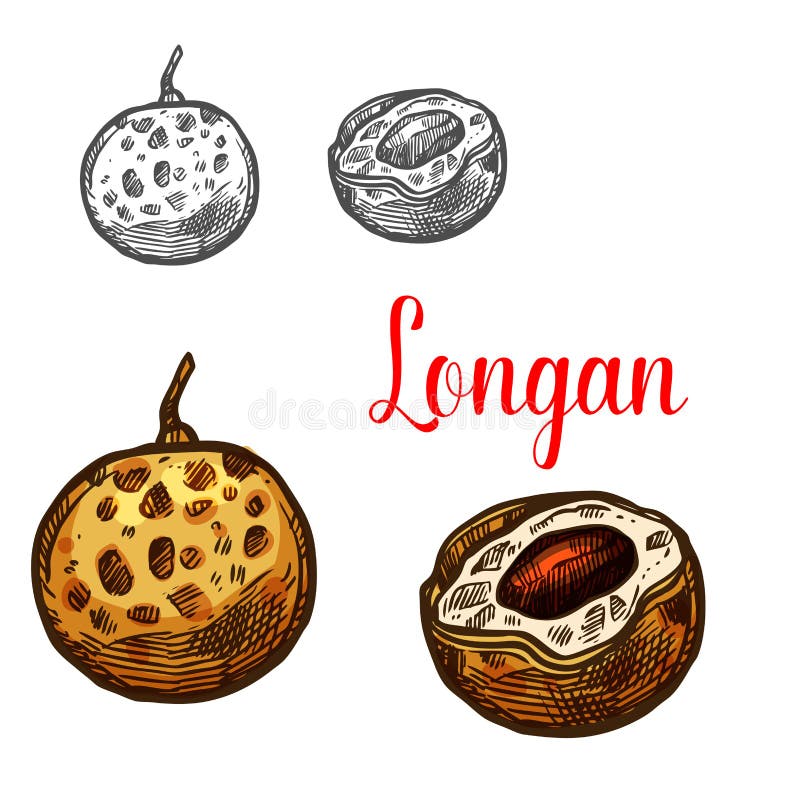 Bosquejo de la fruta del Longan de la baya tropical exótica asiática libre illustration Bosquejo de la fruta del Longan de la baya tropical exótica asiática libre illustration