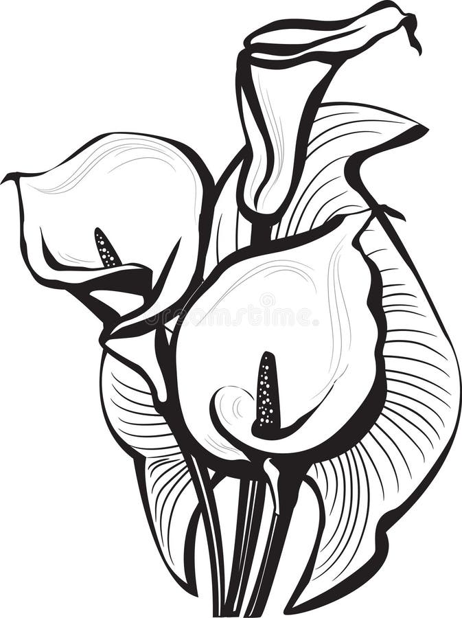 Bosquejo de las flores de los lirios de cala stock de ilustración Bosquejo de las flores de los lirios de cala stock de ilustración