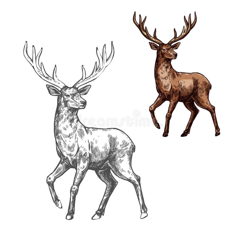 Bosquejo de los ciervos, del reno o de los alces del animal salvaje del mamífero ilustración del vector Bosquejo de los ciervos, del reno o de los alces del animal salvaje del mamífero ilustración del vector