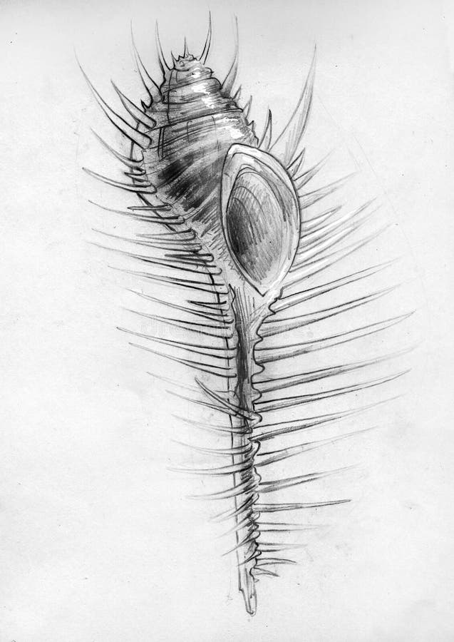 Bosquejo de punta del lápiz de la cáscara del mar libre illustration Bosquejo de punta del lápiz de la cáscara del mar libre illustration