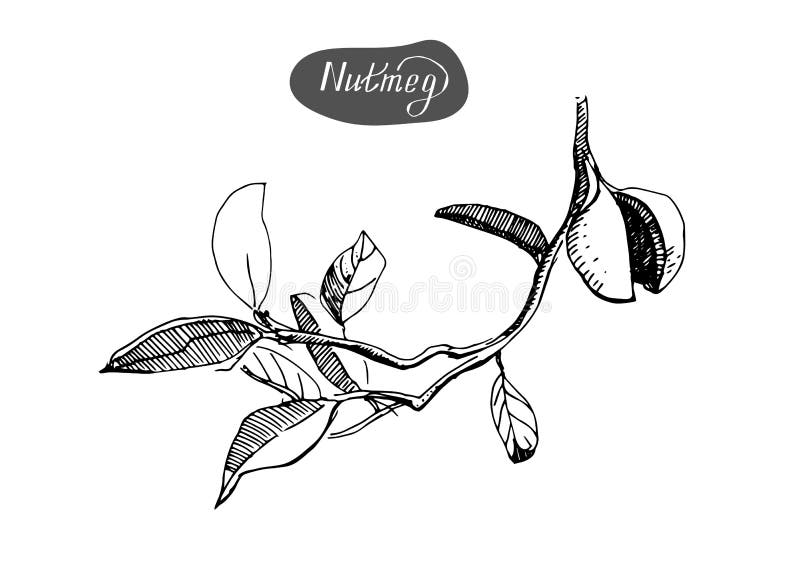Bosquejo dibujado mano de nueces moscada moscadas La especia y el condimento vector el ejemplo aislado en el fondo blanco stock de ilustración Bosquejo dibujado mano de nueces moscada moscadas La especia y el condimento vector el ejemplo aislado en el fondo blanco stock de ilustración