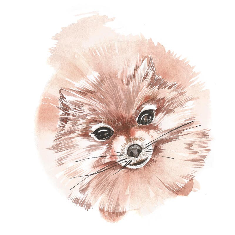 Bosquejo lindo del perro Ejemplo pintado a mano de la acuarela libre illustration Bosquejo lindo del perro Ejemplo pintado a mano de la acuarela libre illustration