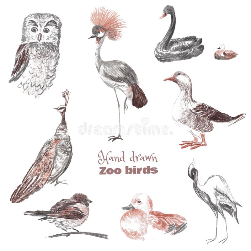 Bosquejo a mano de pájaros de un parque zoológico libre illustration Bosquejo a mano de pájaros de un parque zoológico libre illustration