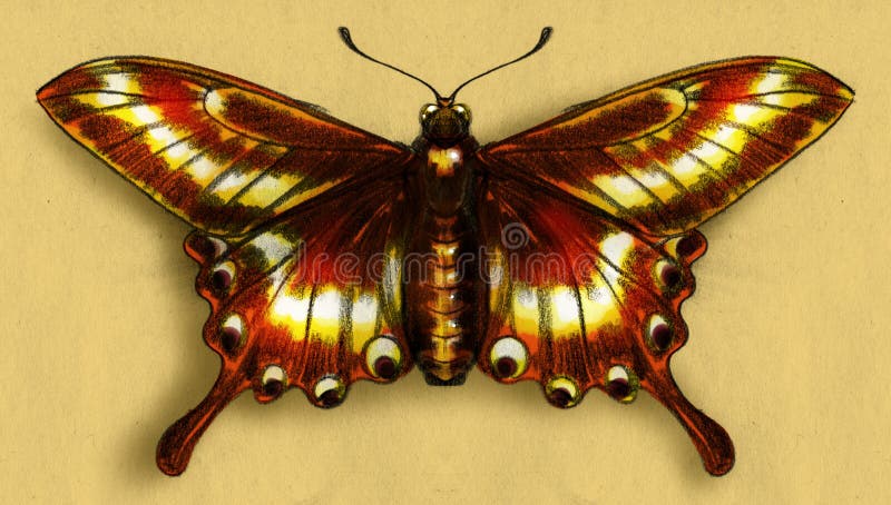 Bosquejo rojo de la mariposa libre illustration Bosquejo rojo de la mariposa libre illustration