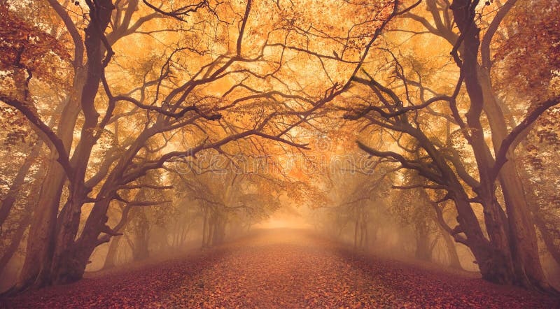 Bosques de otoño con sendero