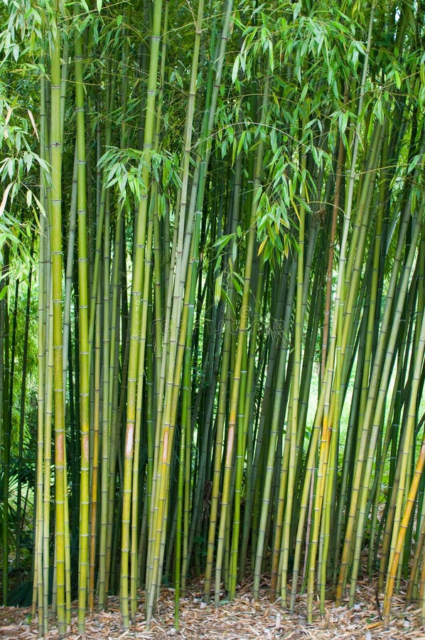 Bosquets en bambou  image stock Image du plantation 