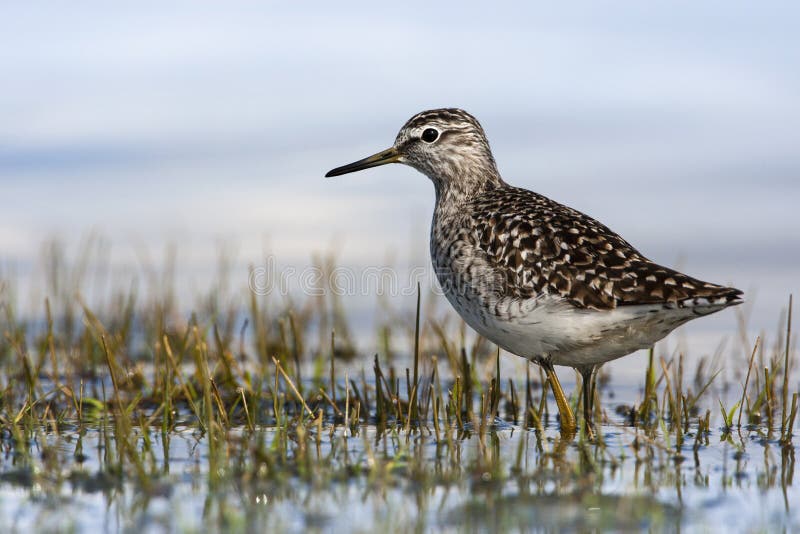 Bosruiter, Bruchwasserläufer, Tringa Glareola stockfotos Bosruiter, Bruchwasserläufer, Tringa Glareola stockfotos