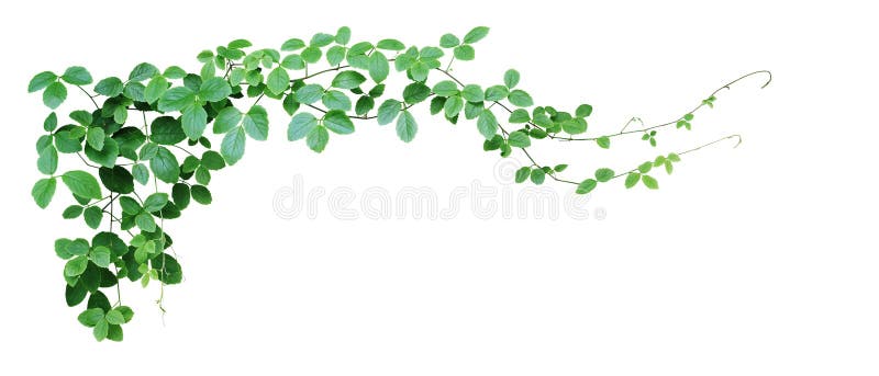 Bossen met druiven van de soort of met drie bladeren van de wilde wijngaard Cayratia Cayratia trifolia liana ivy plant struik, de