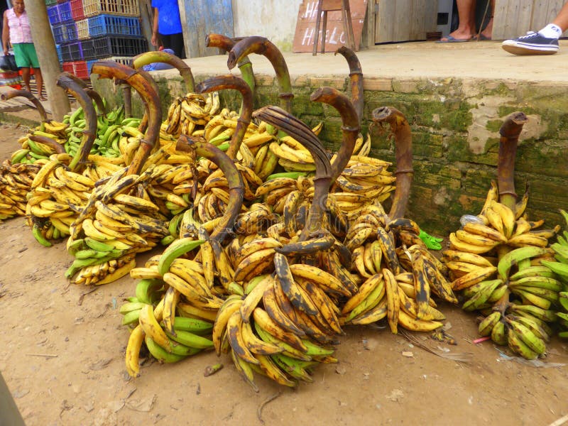 Bossen van over rijpe bananen royalty-vrije stock afbeeldingen Bossen van over rijpe bananen royalty-vrije stock afbeeldingen