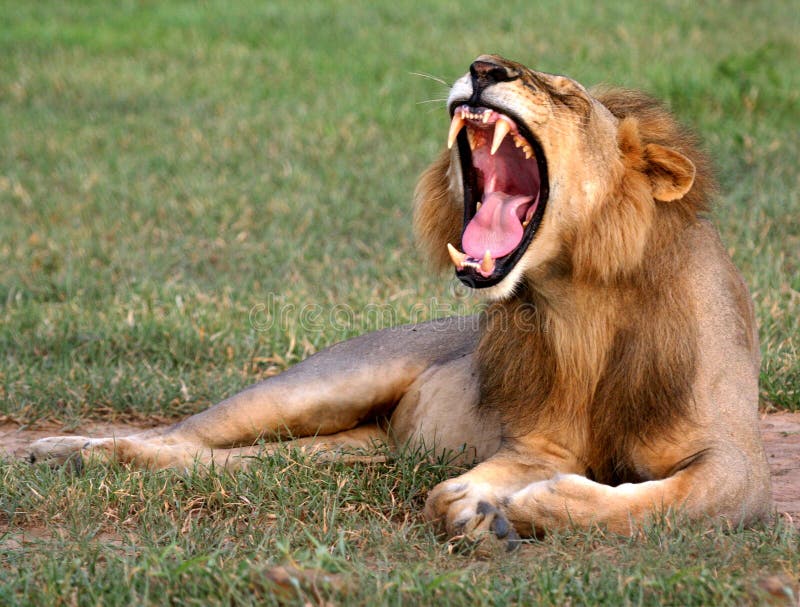 Bostezo del león Bostezo del león