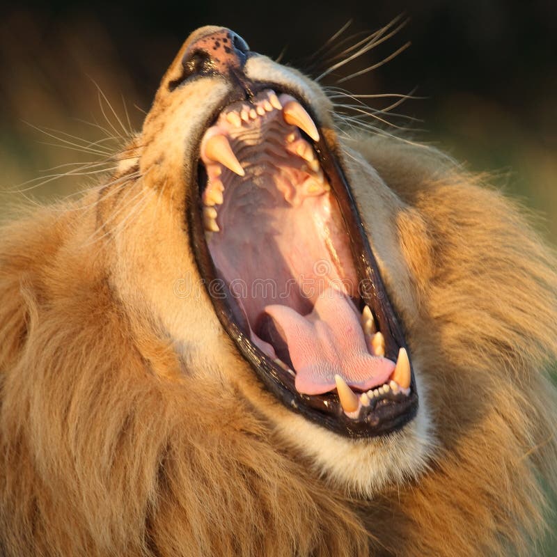 Bostezo del león. Bostezo del león.