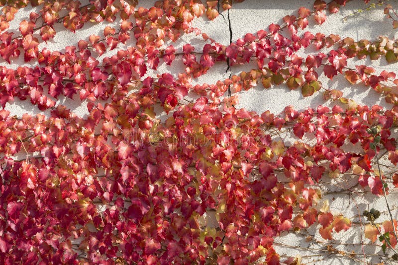 Boston ivy in red growing on a white wall. This image may be used as a background. Boston ivy in red growing on a white wall. This image may be used as a background