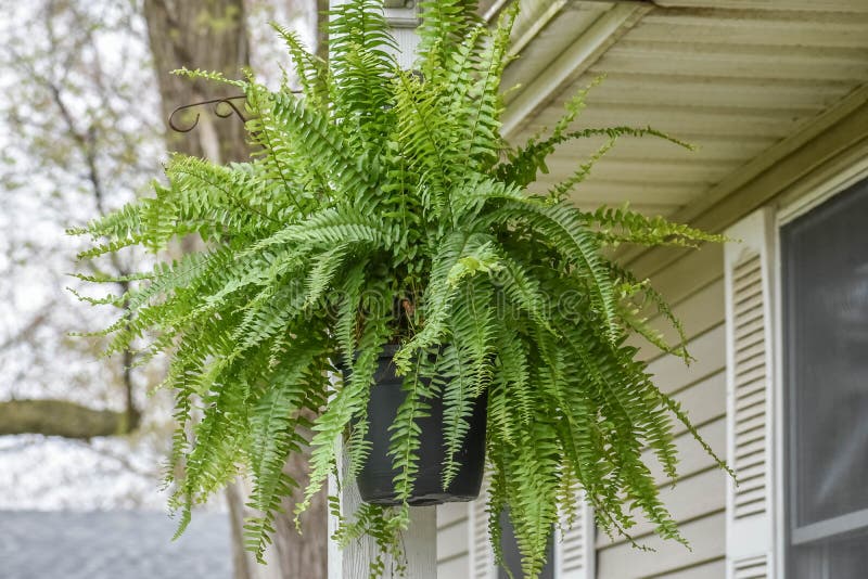 Boston Fern Hanging Basket. Hanging on front porch of a ranch style home in summer stock photography