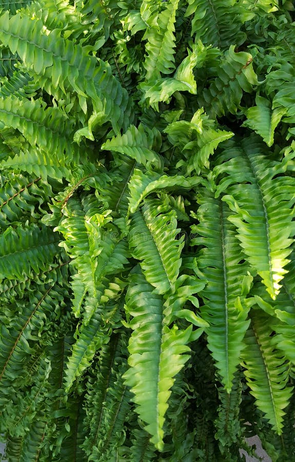 Boston Fern Leaves fotografia de stock Boston Fern Leaves fotografia de stock