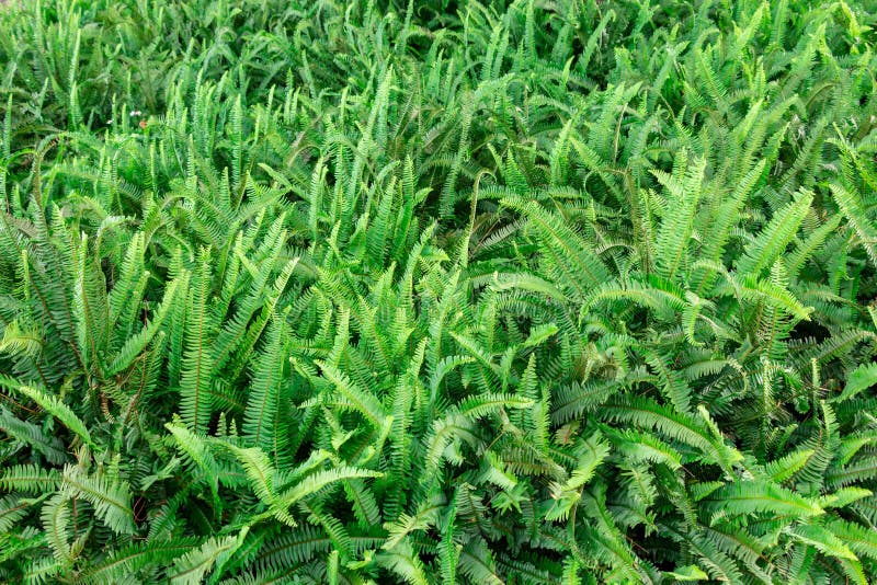 Boston fern Nephrolepis exaltata, green field, background - Pembroke Pines, Florida, USA. A field of green Boston fern plants Nephrolepis exaltata in Pembroke royalty free stock photography Boston fern Nephrolepis exaltata, green field, background - Pembroke Pines, Florida, USA. A field of green Boston fern plants Nephrolepis exaltata in Pembroke royalty free stock photography