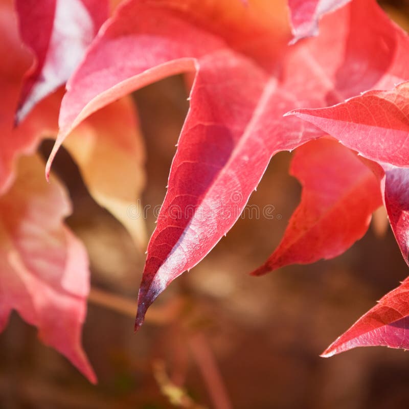 Boston ivy royalty free stock images