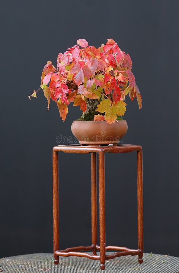 Boston Ivy Bonsai Picture. Image 1668382