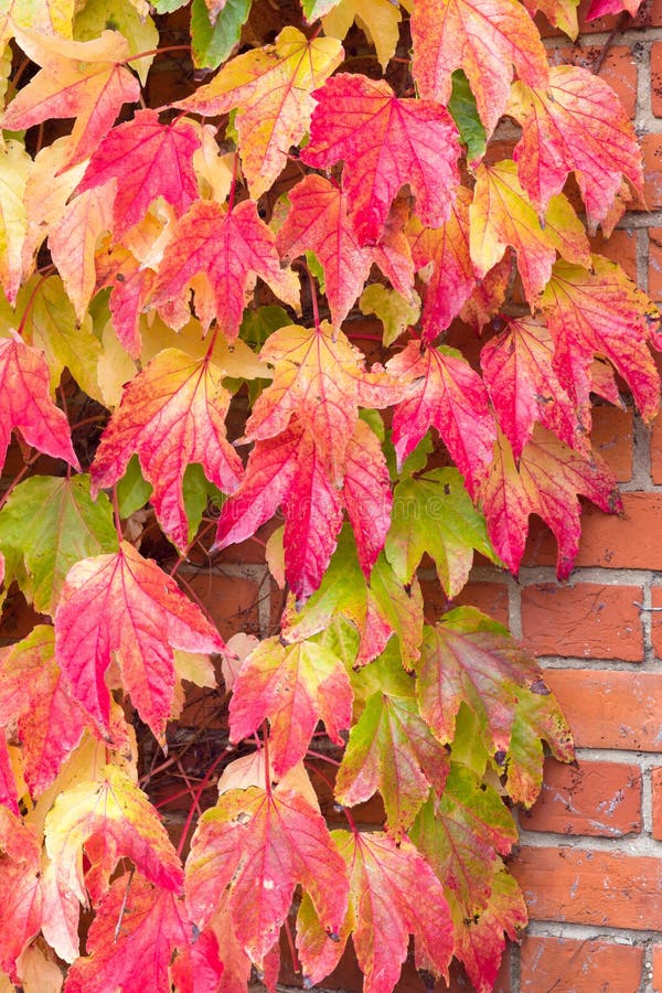 Boston ivy, climbing ivy creeper on wall, UK