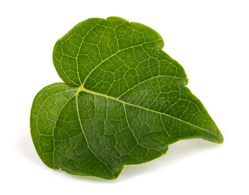 Boston ivy leaf stock image. Image of white, woodbine - 258638179
