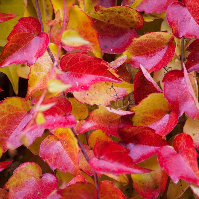 Japanese creeper - Parthenocissus tricuspidata grown as a climbing ornamental plant. Japanese creeper - Parthenocissus tricuspidata grown as a climbing ornamental plant