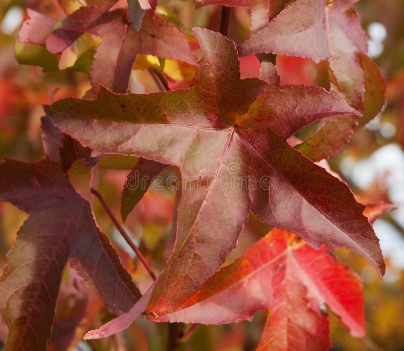 Japanese creeper - Parthenocissus tricuspidata grown as a climbing ornamental plant. Japanese creeper - Parthenocissus tricuspidata grown as a climbing ornamental plant